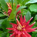 Dahlia x 'Lucifer' fleur